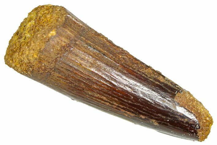 Fossil Spinosaurus Tooth - Real Dinosaur Tooth #366463